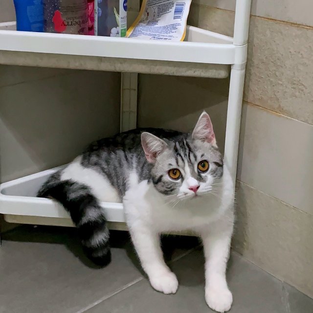 Oreo - British Shorthair + Scottish Fold Cat