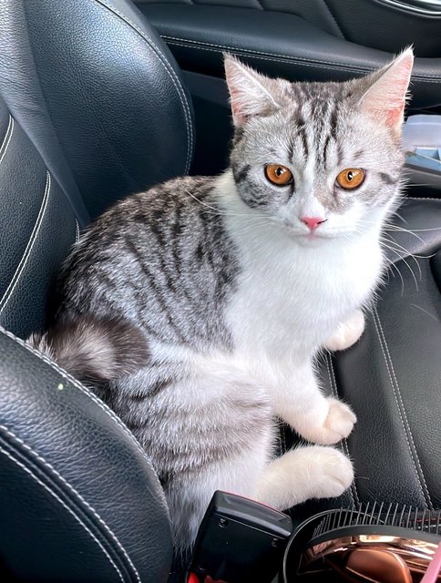 Oreo - British Shorthair + Scottish Fold Cat