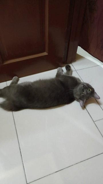 Cibu - Domestic Long Hair Cat