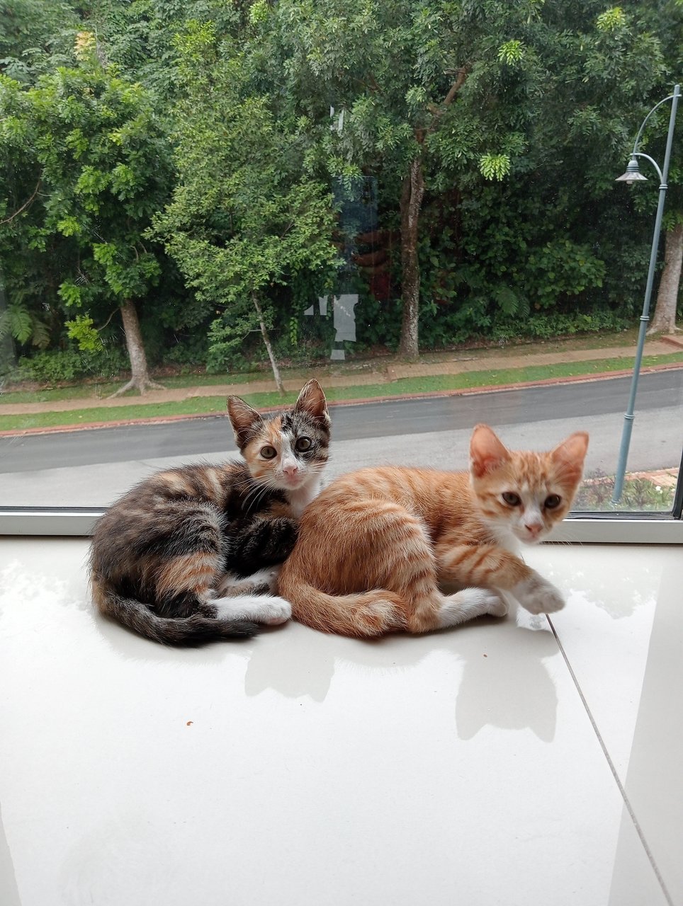 Two Kitttens Left  - Domestic Medium Hair Cat