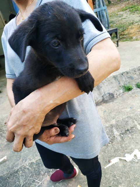 4 Pups For Adoption  - Mixed Breed Dog