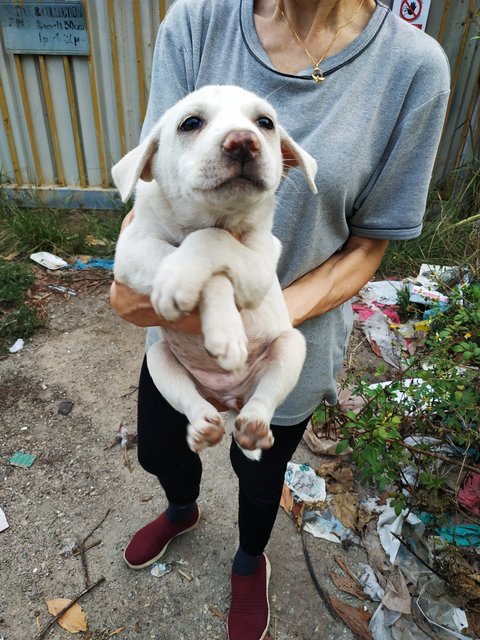 4 Pups For Adoption  - Mixed Breed Dog