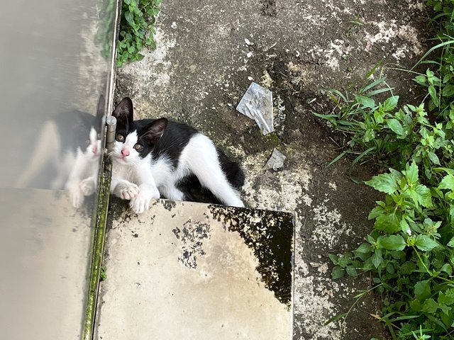 Mini Reo And Mini Oyen - Domestic Short Hair Cat