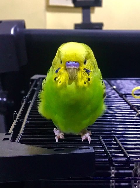 Mochi - Budgie/Budgerigar Bird