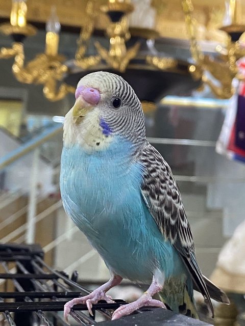 Shoko - Budgie/Budgerigar Bird