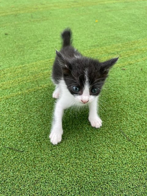 Noby - Domestic Medium Hair Cat