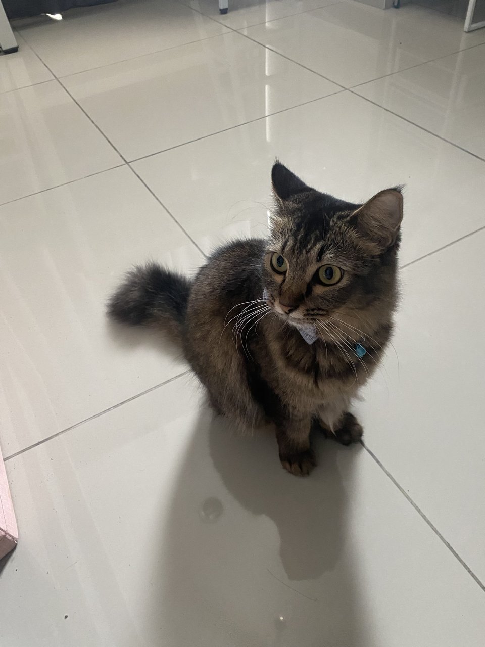 Lucy - Domestic Medium Hair Cat