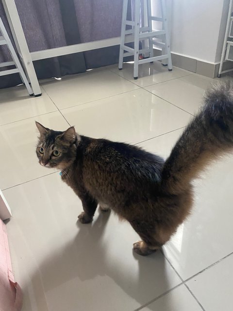 Lucy - Domestic Medium Hair Cat