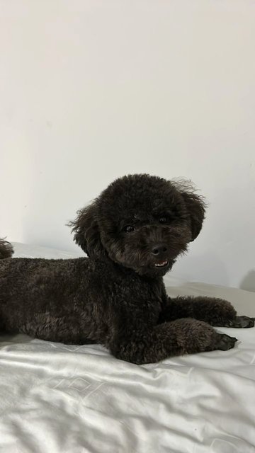 Nana - Poodle Dog