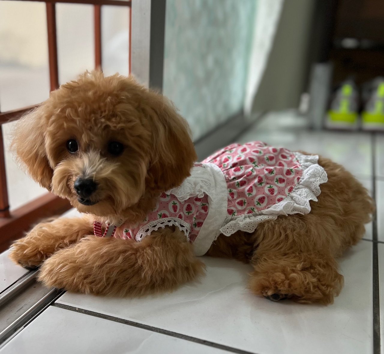 Nana - Poodle Dog