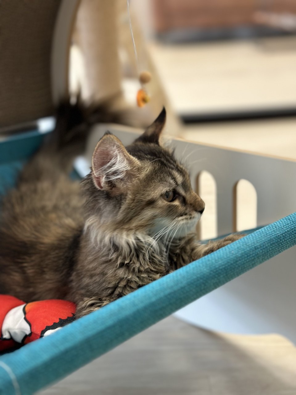 Polo Bun - Maine Coon + Munchkin Cat