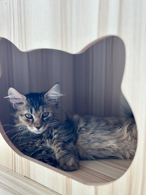 Polo Bun - Maine Coon + Munchkin Cat