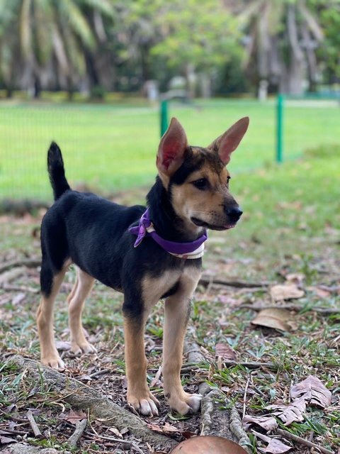 Lacy  - Mixed Breed Dog