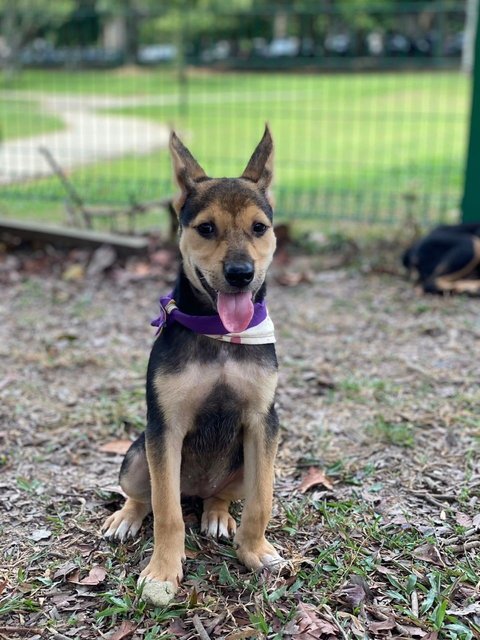 Lacy  - Mixed Breed Dog