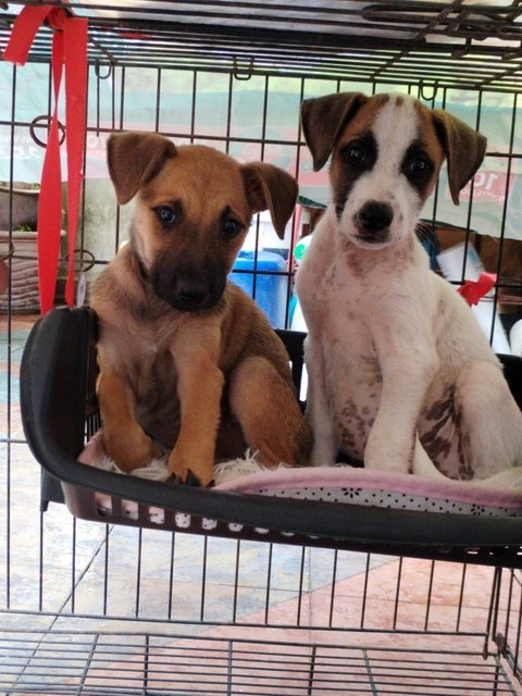 Jack And Brownie - Mixed Breed Dog