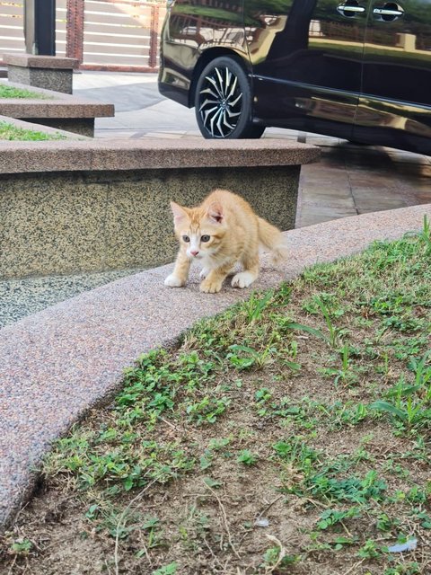 ❤robin❤ - Domestic Short Hair Cat