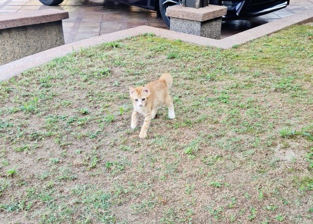 ❤robin❤ - Domestic Short Hair Cat