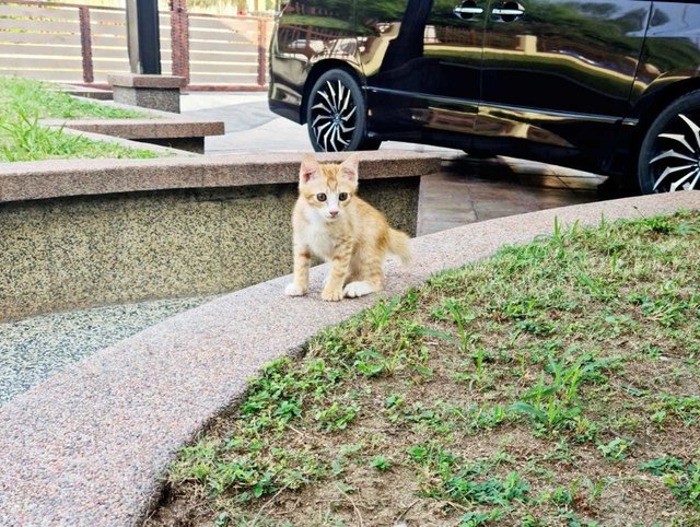 ❤robin❤ - Domestic Short Hair Cat