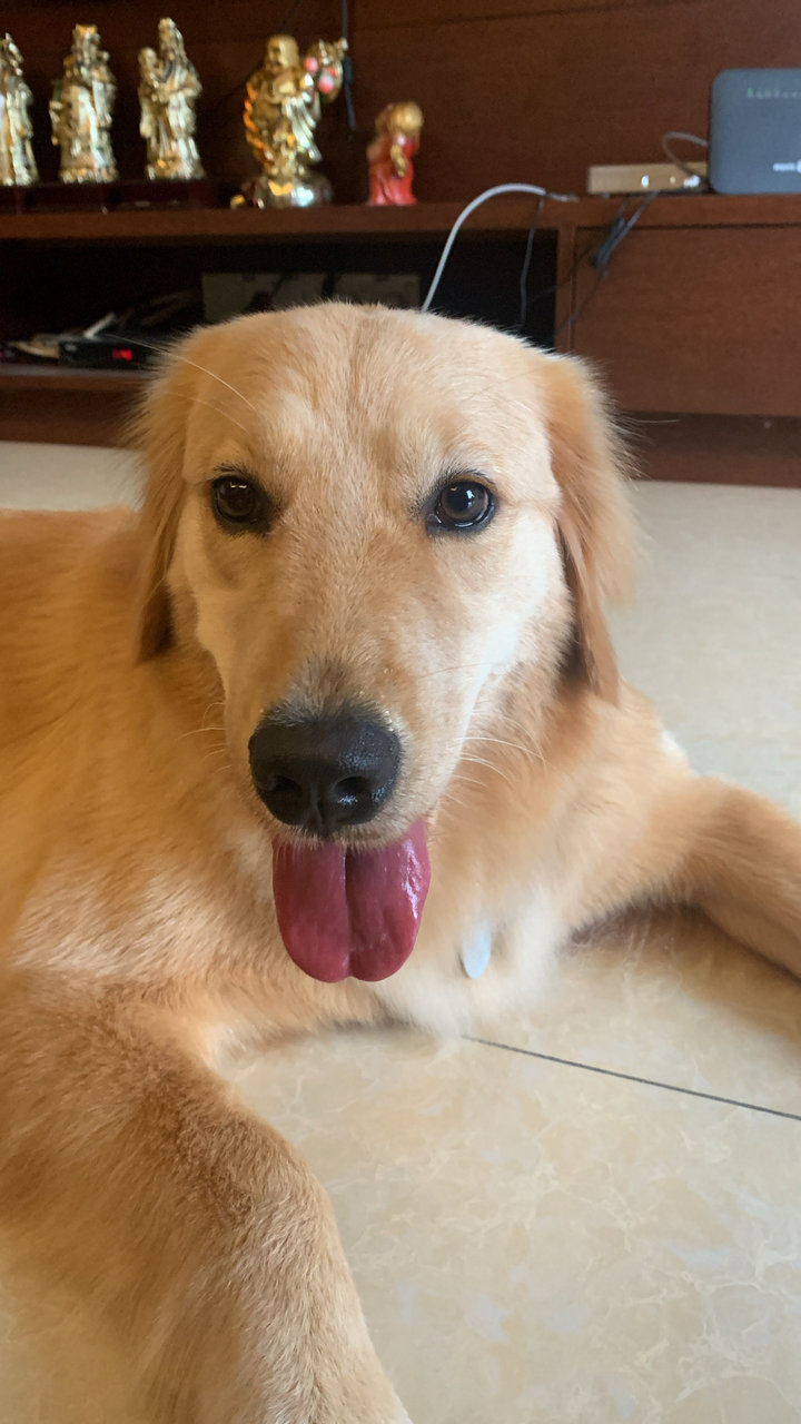 Pupu - Golden Retriever Dog