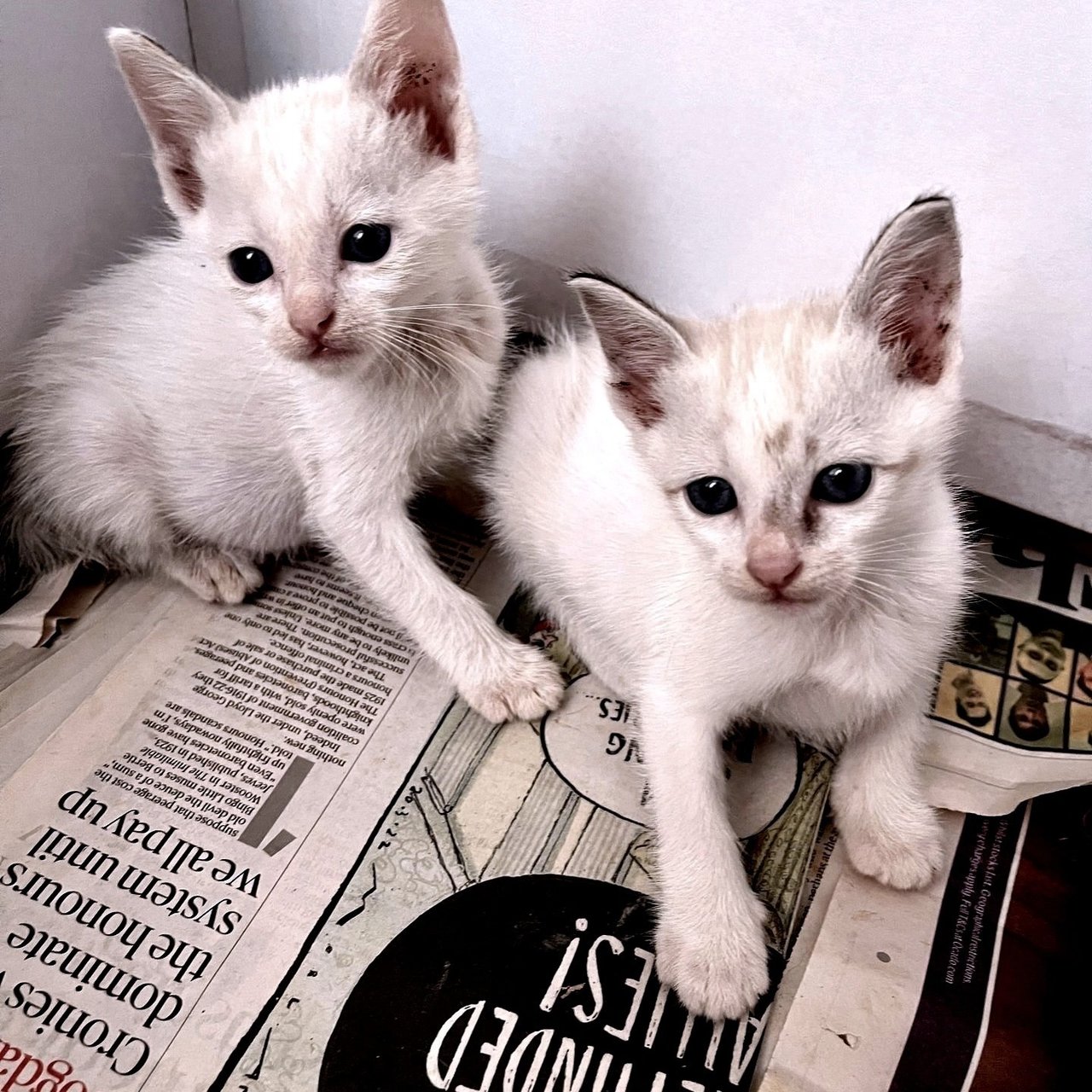 Foxy  Snowy Cookie And Buttons  - Domestic Short Hair + Domestic Medium Hair Cat