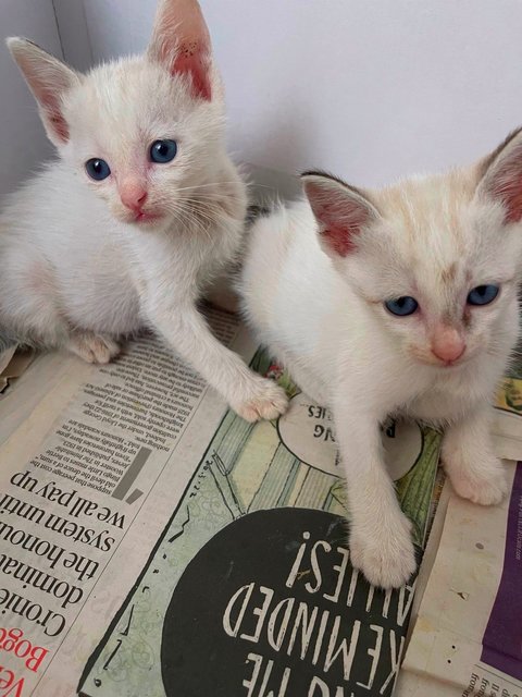 Foxy  Snowy Cookie And Buttons  - Domestic Short Hair + Domestic Medium Hair Cat