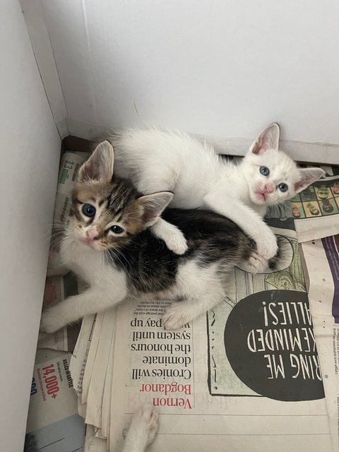 Foxy  Snowy Cookie And Buttons  - Domestic Short Hair + Domestic Medium Hair Cat