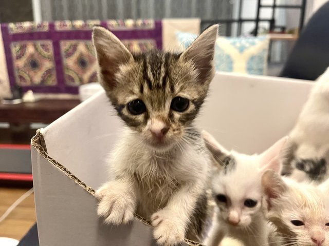 Foxy  Snowy Cookie And Buttons  - Domestic Short Hair + Domestic Medium Hair Cat