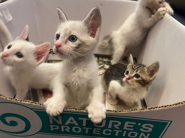 Foxy  Snowy Cookie And Buttons  - Domestic Short Hair + Domestic Medium Hair Cat