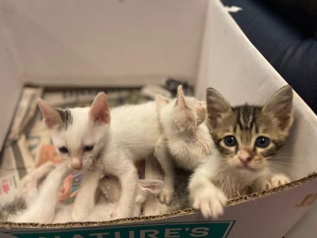 Foxy  Snowy Cookie And Buttons  - Domestic Short Hair + Domestic Medium Hair Cat