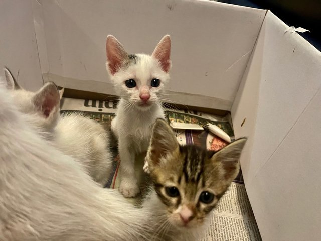 Foxy  Snowy Cookie And Buttons  - Domestic Short Hair + Domestic Medium Hair Cat