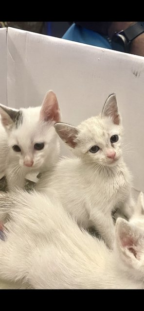 Foxy  Snowy Cookie And Buttons  - Domestic Short Hair + Domestic Medium Hair Cat