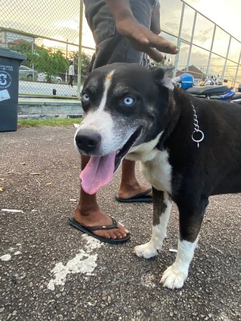 Raja - Husky + Pit Bull Terrier Dog