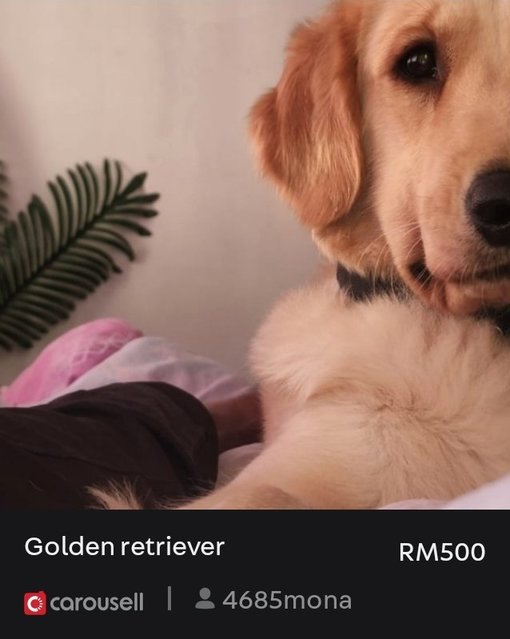 Luna - Golden Retriever Dog