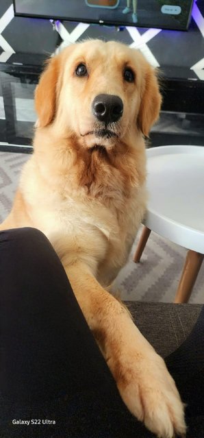 Luna - Golden Retriever Dog