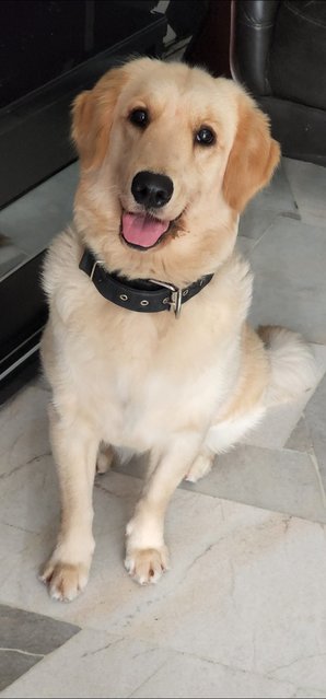 Luna - Golden Retriever Dog