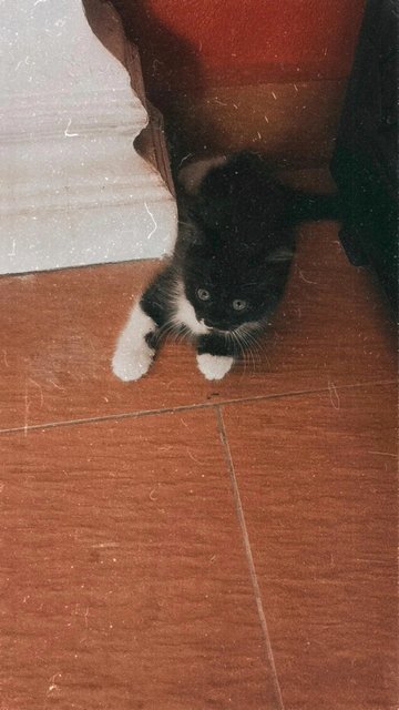 Loli, Haru, Cookie  - Domestic Medium Hair Cat