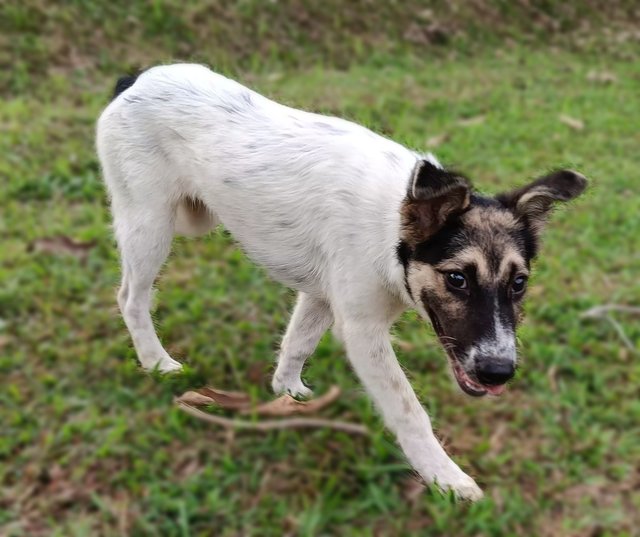 Dolly - Mixed Breed Dog