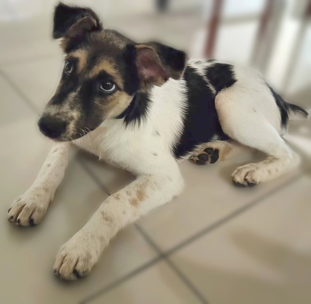 Dolly - Mixed Breed Dog