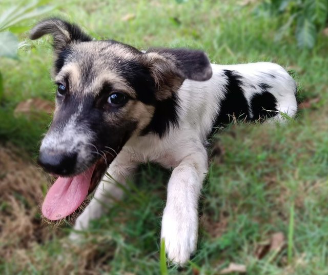 Dolly - Mixed Breed Dog