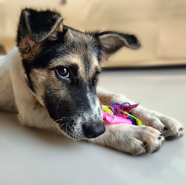 Dolly - Mixed Breed Dog