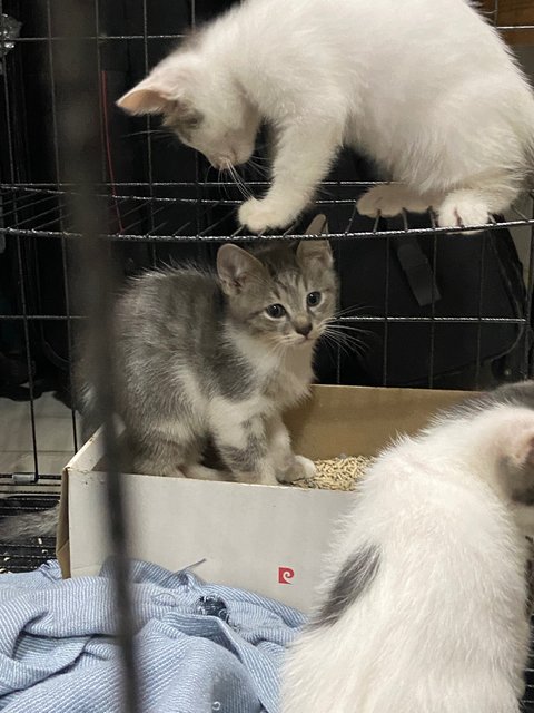 Babies  - Tuxedo Cat