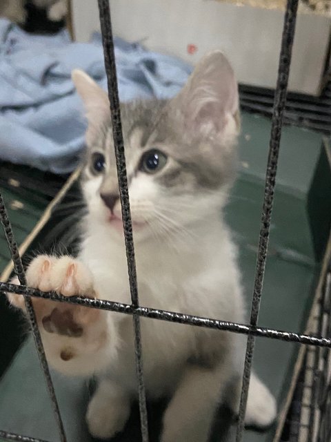 Babies  - Tuxedo Cat