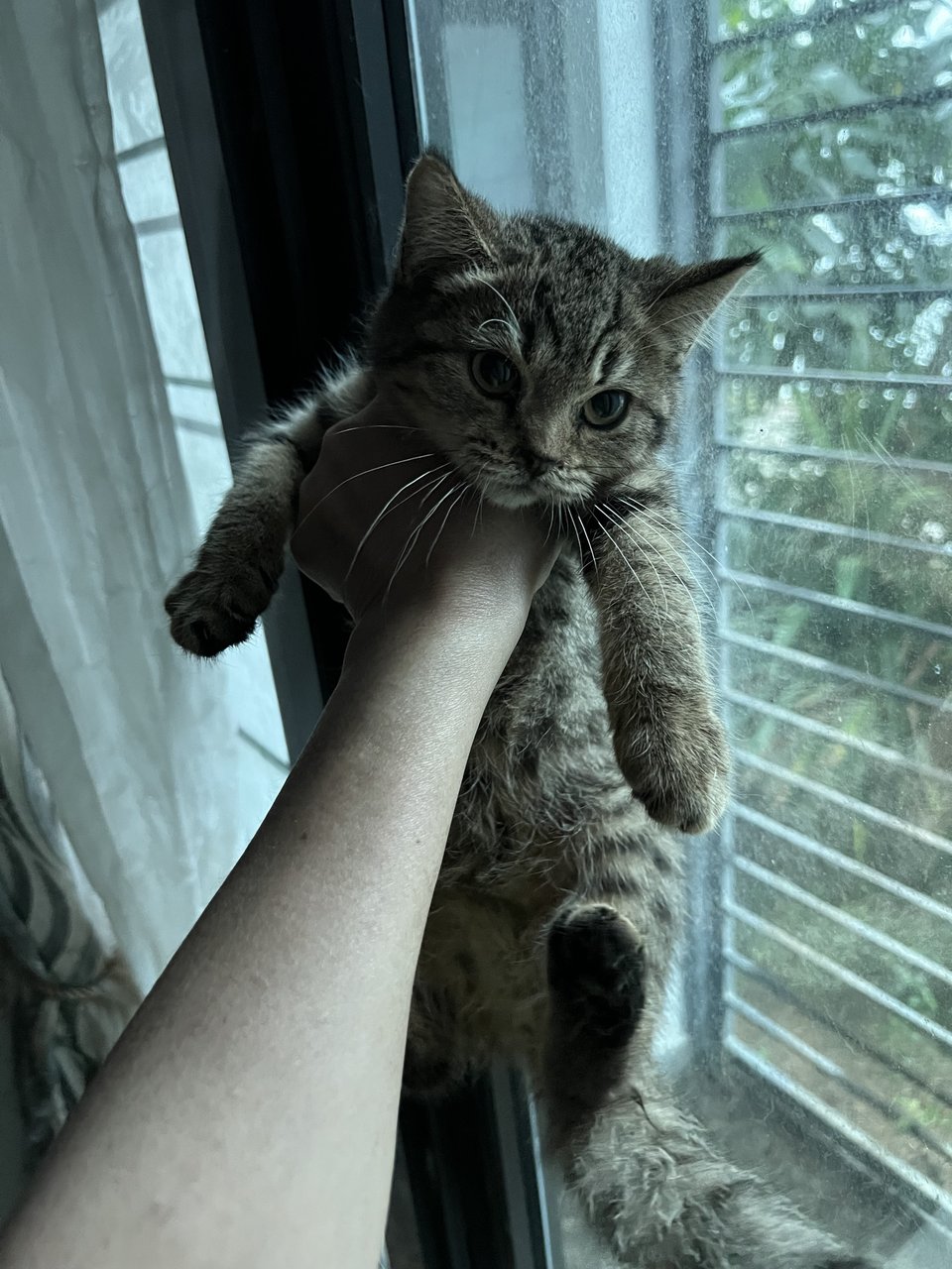 Nadra - Scottish Fold + British Shorthair Cat