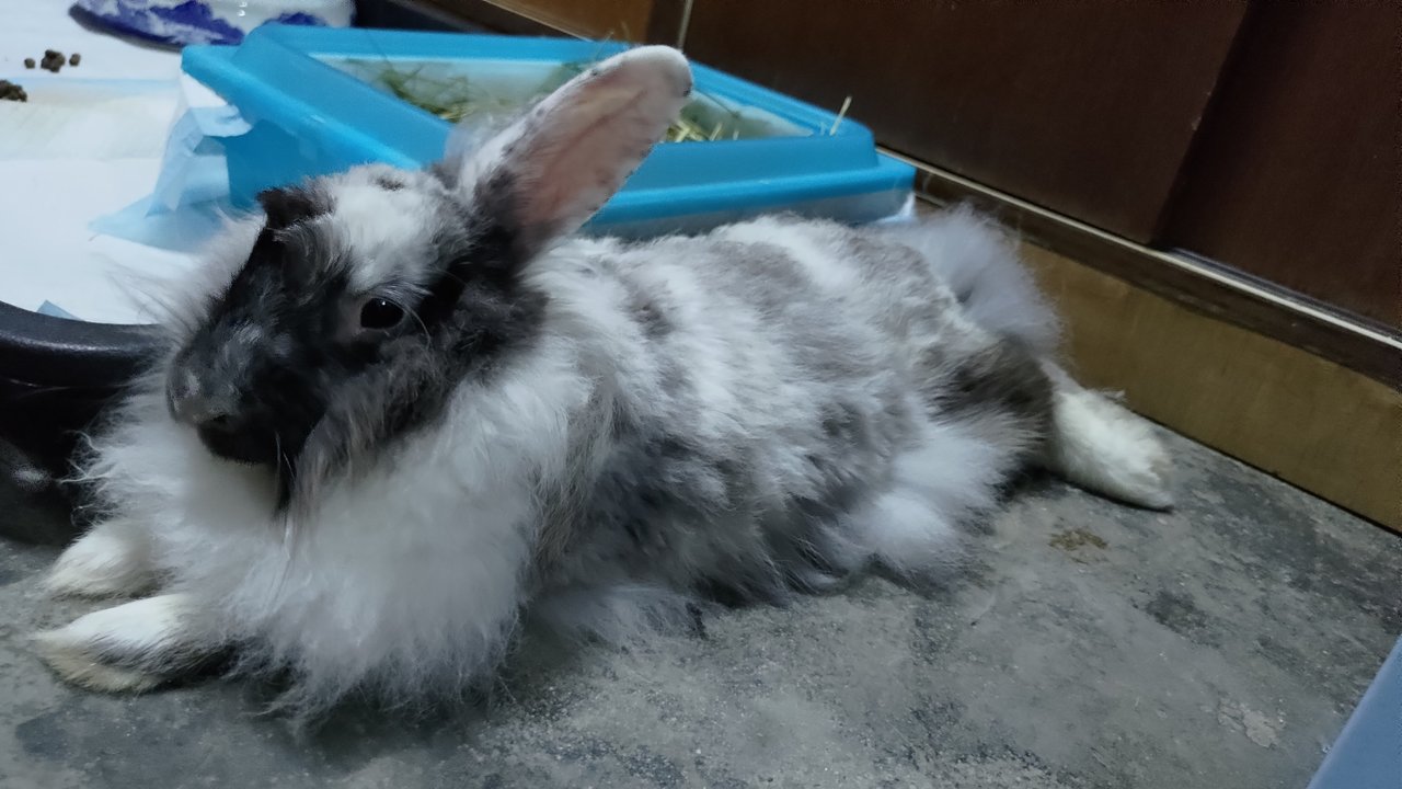 Miyu - Angora Rabbit Rabbit