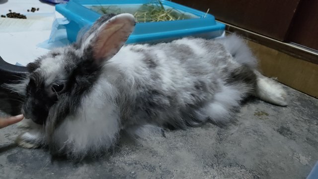 Miyu - Angora Rabbit Rabbit