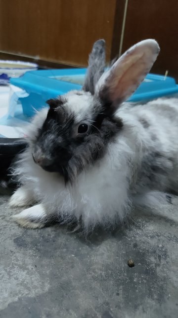 Miyu - Angora Rabbit Rabbit