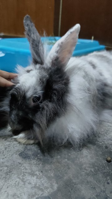 Miyu - Angora Rabbit Rabbit