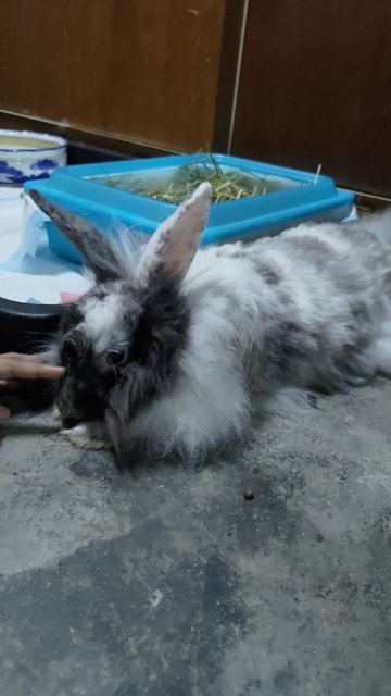 Miyu - Angora Rabbit Rabbit