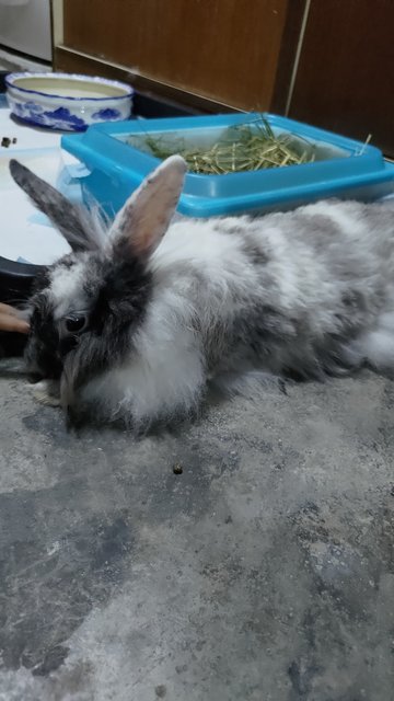 Miyu - Angora Rabbit Rabbit