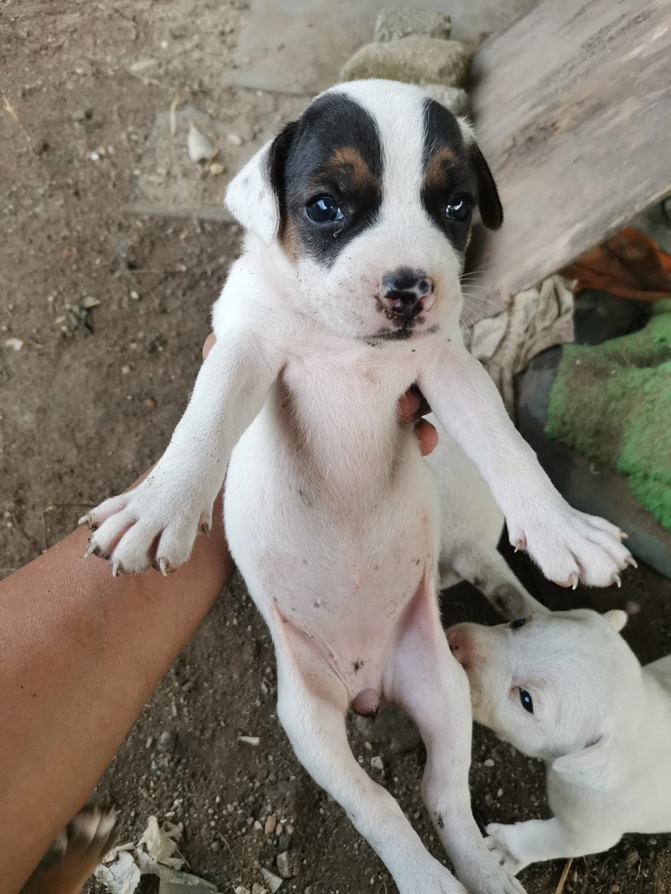 Puppies For Adoption - Mixed Breed Dog